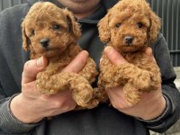 Toy Poodle Yavrularımız
