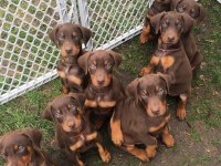 A Kalite Doberman Bebekler