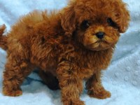 DAHA GÜZEL POODLE VARSA KARŞIMIZA ÇIKSIN