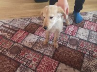 Harika golden retriever yavrusu