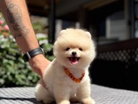 Yavru Pomeranian Boolar