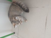 3 Aylık british longhair