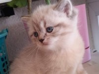 YENİ YUVALARINA GİTMEYE HAZIR BRİTİSH SHORTHAİR KEDİLER