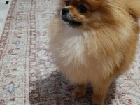 Micro baby face gülen yüz pomeranian