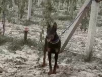 Dişi doberman 9 aylık