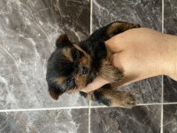 Orjinal Minyatür Yorkshire Terrier Yavrular