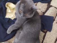 Sahiplendirme british shorthair