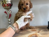 1. Kalite Maltipoo