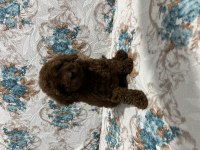 Toy Poodle bebekler