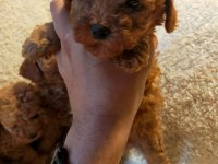 Ankranın en seçkin toy poodle yavruları ziyarete açık