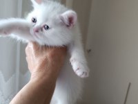 British shorthair dişi