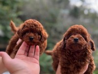 Red Brown Toy Poodle Erkek Bebeklerimiz