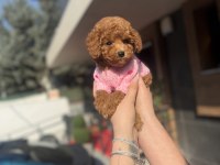 Toy Poodle Köpeklerimiz