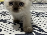 45 GÜNLÜK BLUE POİNT KEDİMİZ