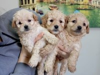 Sağlık ve ırk garantili maltipoo yavrular
