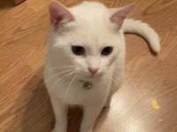 ŞANSLI YA YENİ ŞANS OLUN KEDİM