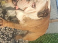 Damızlık 16 aylık 3 dişi ve 1 erkek bulldog