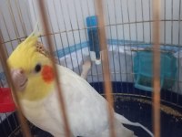 4 yaşında adı carlos erkek sultan papağanı