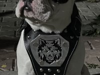 6 aylık erkek fransız bulldog