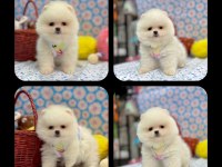 Mersin Pomeranian Boo Ayı Surat