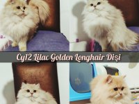 Efsane Kalitenin Britishleri Saf Kanlar