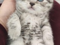 Safkan british shorthair yavrularımız yeni yuvasını arıyor