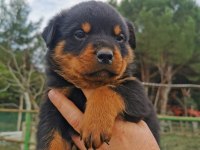 DÜNYA ŞAMPİYONU ROTTWEİLER TORUNLARI