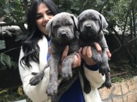 Blue Dev Gibi Cane Corso Yavrularım