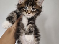 MAİNE COON DEV KEDİLER ÜST KALİTELİ