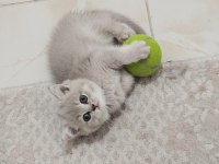 Safkan British Shorthair Golden Yavru