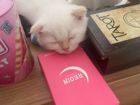 2.5 aylık erkek scottish kedi