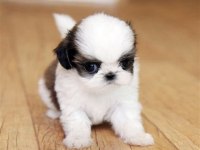 A Kalite Dişi ve Erkek Shih Tzu Bebeklerimiz