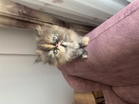 İRAN KEDİSİ