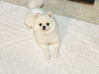 Teacup kore dişi pomeranian