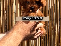 Orjinal Kore Poodle