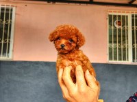Toy poodle için doğru adres mi arıyorsunuz?