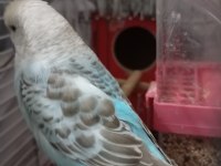 Güzel vasıflı muhabbet kuşum