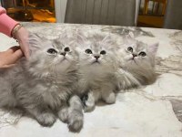 ERKEK CHİNCHİLLA SİLVER YAVRULARIMIZ
