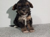 BİRBİRİNDEN SEVİMLİ MALTİPOO YAVRULAR