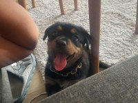 2 aylık bebek rottweiler