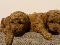 Sevgi Dolu Poodle Yuvalarını Arıyorlar