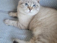 British Blue Point Erkek Shorthair