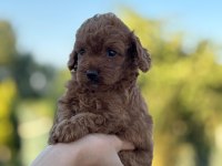 A Kalite Toy Poodle Bebeklerim