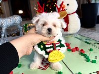 Koreden Gelen Mikro Boy Maltese Bebeğim
