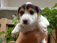 Yavru jack russell