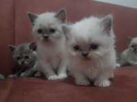 42 günlük british shorthair yavrularımız