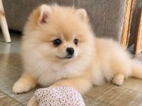 Pomeranian Bebeklerimiz