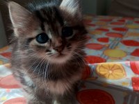 Yavru british longhair