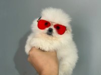 Teacup Pomeranian Boo Erkek