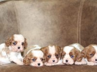 Cavalier king charles yavrular